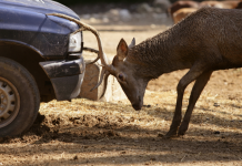 Majú vaši klienti auto poistené voči stretu so zverou?