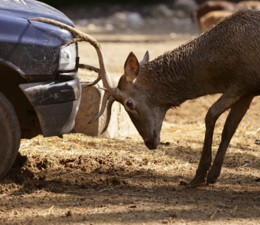 Majú vaši klienti auto poistené voči stretu so zverou?
